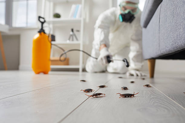 Post-Treatment Bed Bug Interceptor Monitoring in Madison Heights
